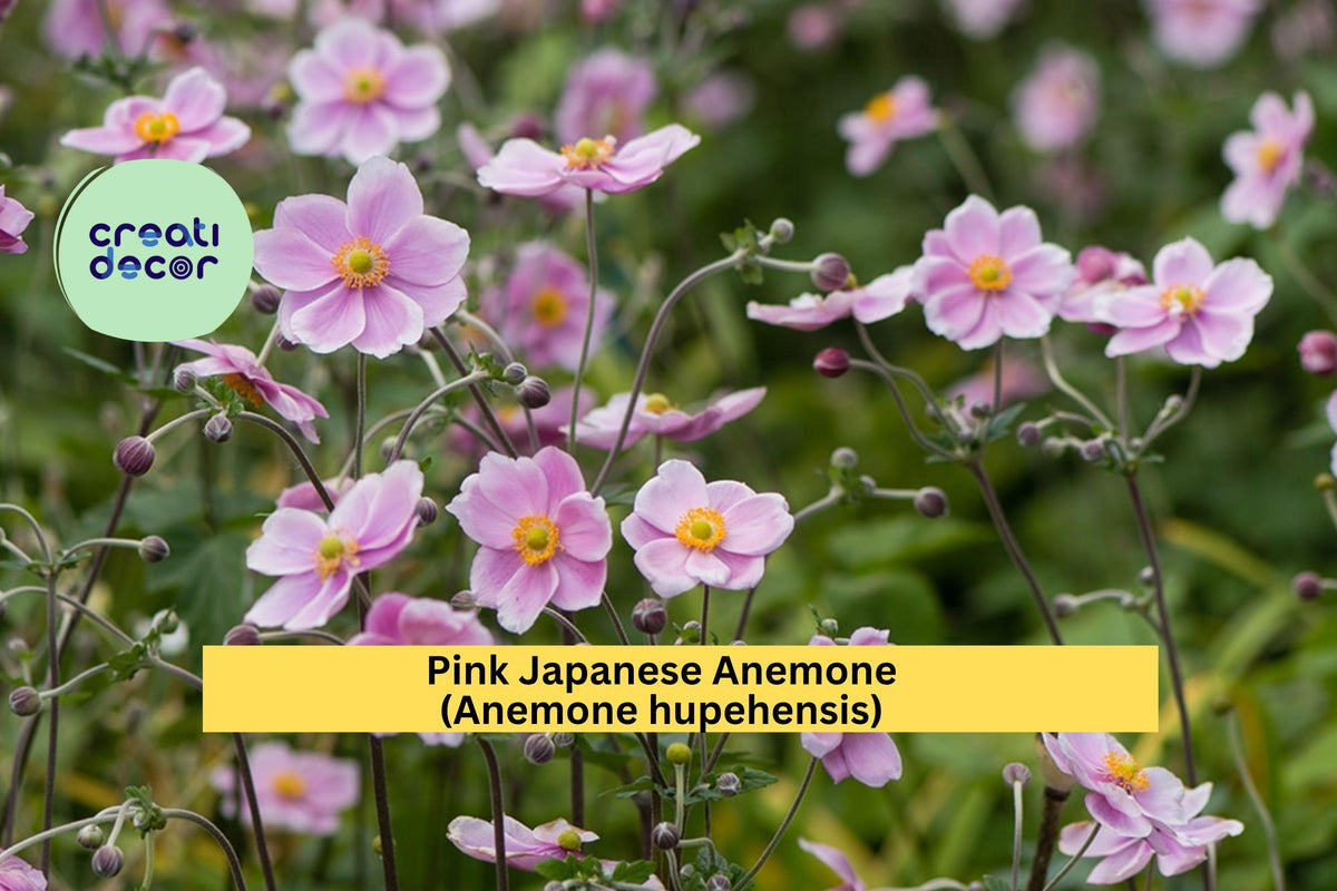 Pink Japanese Anemone Rootstock 10-Pack | Anemone hupehensis Hardy Perennial for Borders & Pollinator Gardens