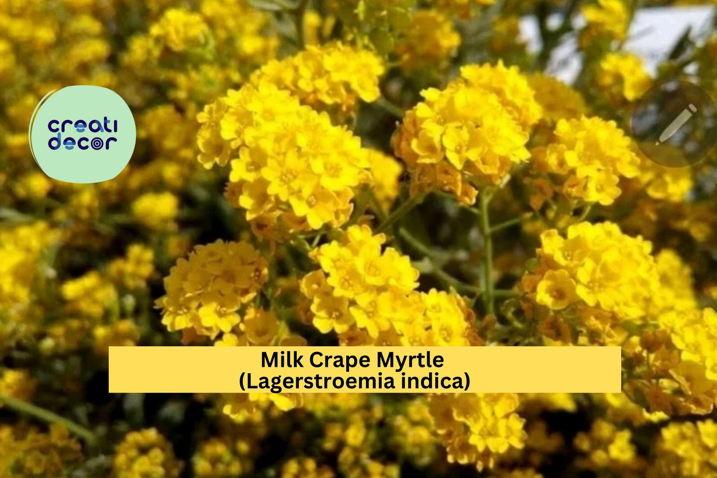 Milk Crape Myrtle Cuttings – Lagerstroemia indica – 7 Unrooted Fast-Growing Starter Plants for Summer Blooms