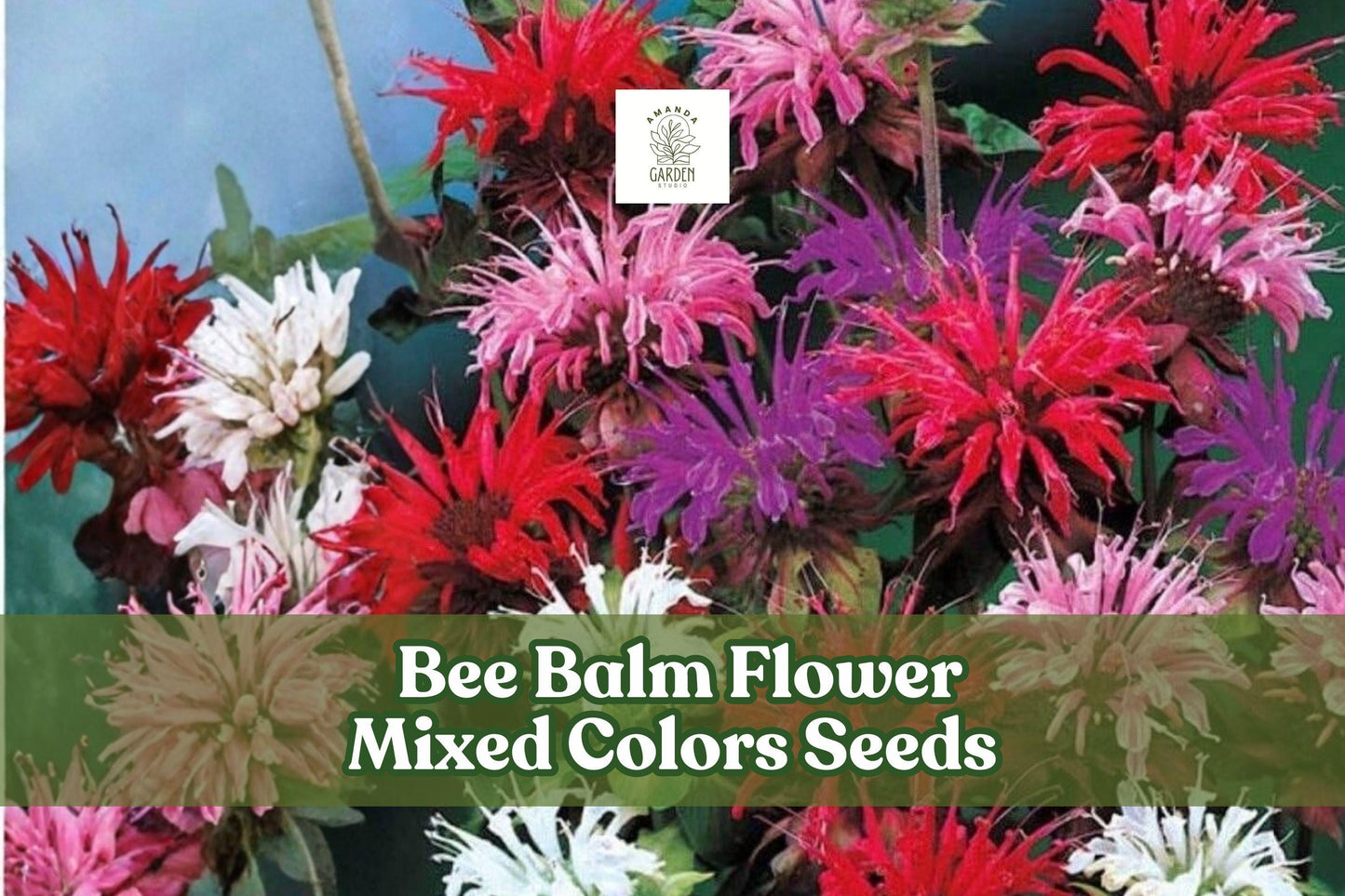 50 Bee Balm Flower Seeds | Monarda Didyma Mixed Colors for Pollinator Gardens & Wildflower Meadows
