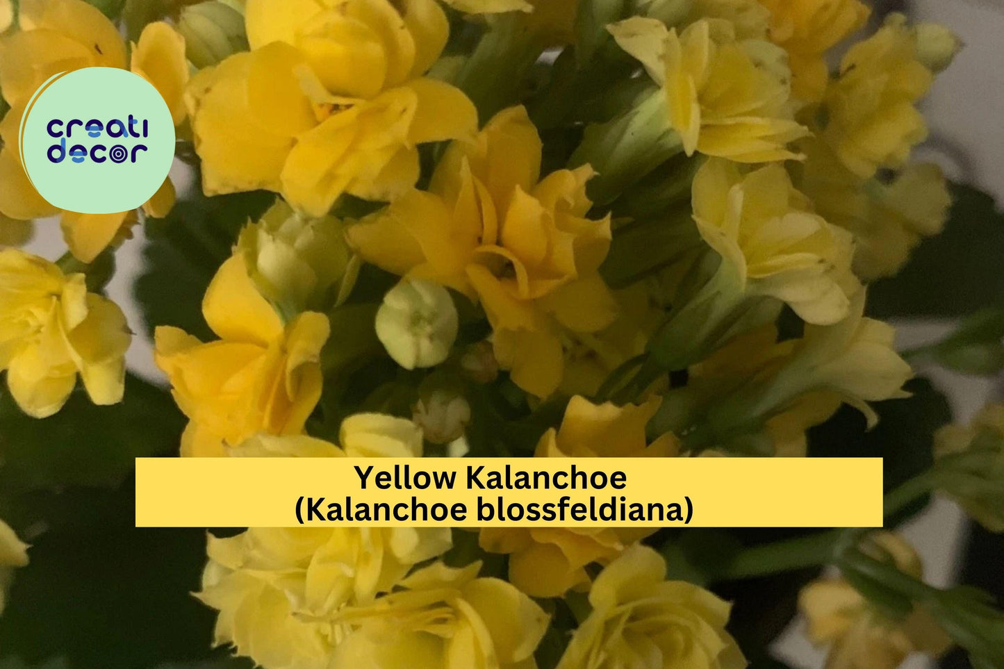 Yellow Kalanchoe Plant – Live Rooted Succulent in Pot, Kalanchoe blossfeldiana, Bright Yellow Blooms, Indoor & Outdoor Decor