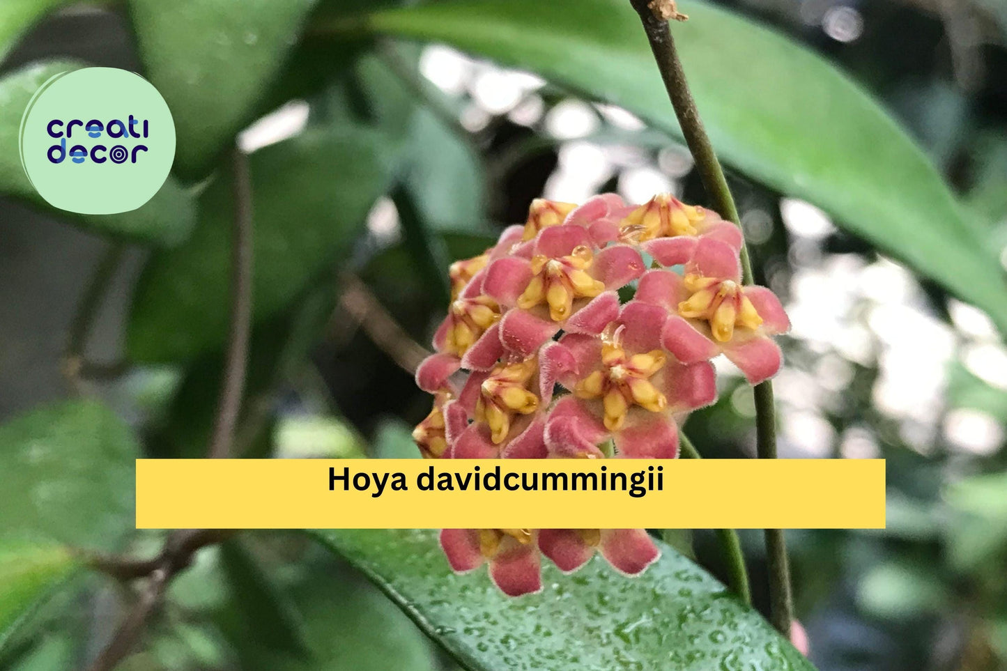 Live Hoya davidcummingii Wax Plant in 3.5" Pot, Rare Tropical Vine with Pink & Yellow Clusters, Indoor Houseplant