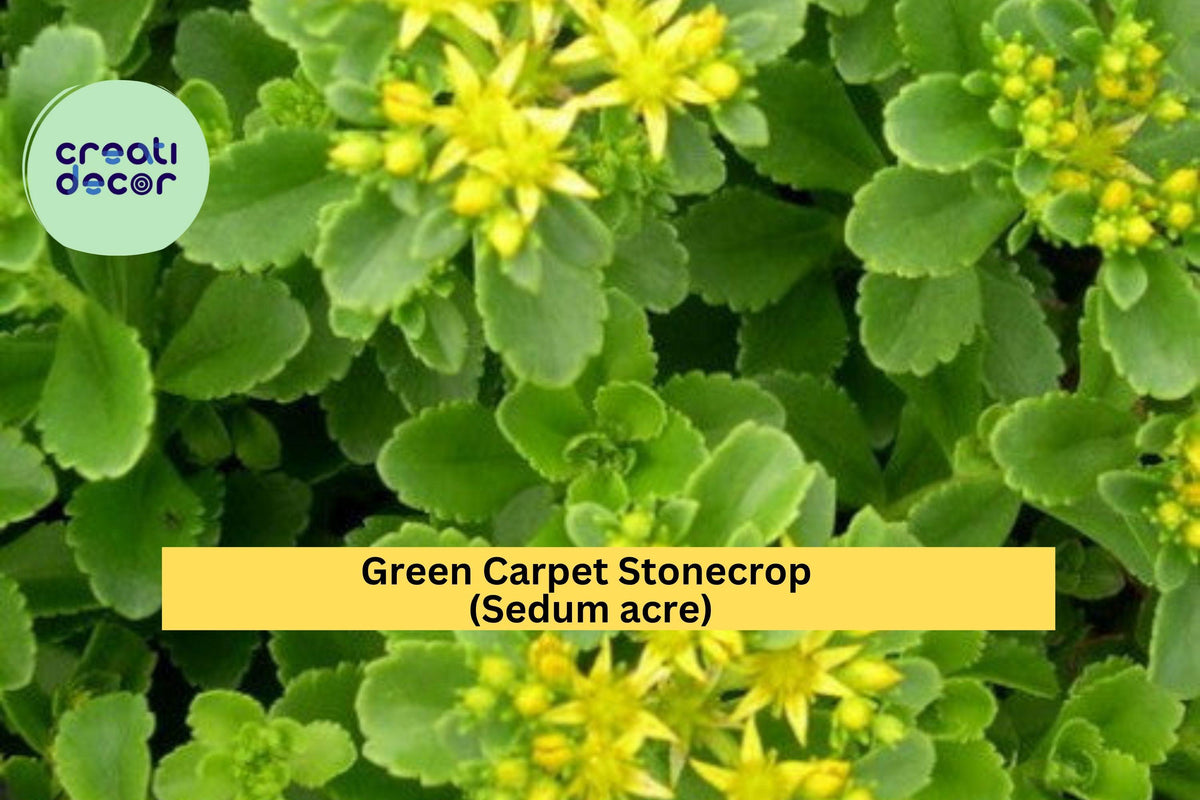 Green Carpet Stonecrop Plants – 10 Live Sedum acre Ground Cover for Rock Gardens, Borders, Containers, Drought Tolerant