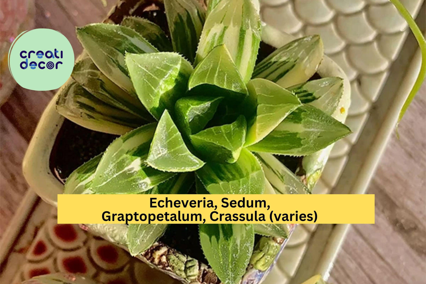 Rare Succulent Plants – Live Bare Root Assorted Indoor Succulents for Pots & Terrariums, Echeveria, Sedum, Crassula
