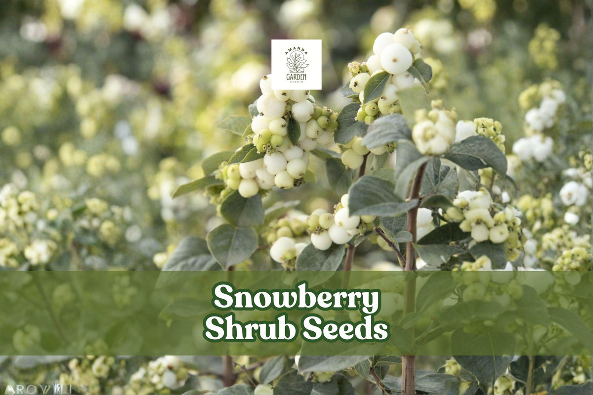 Snowberry Shrub Seeds (50+) | White Berries, Ornamental Hedge | Symphoricarpos albus, Non-GMO, USA Grown