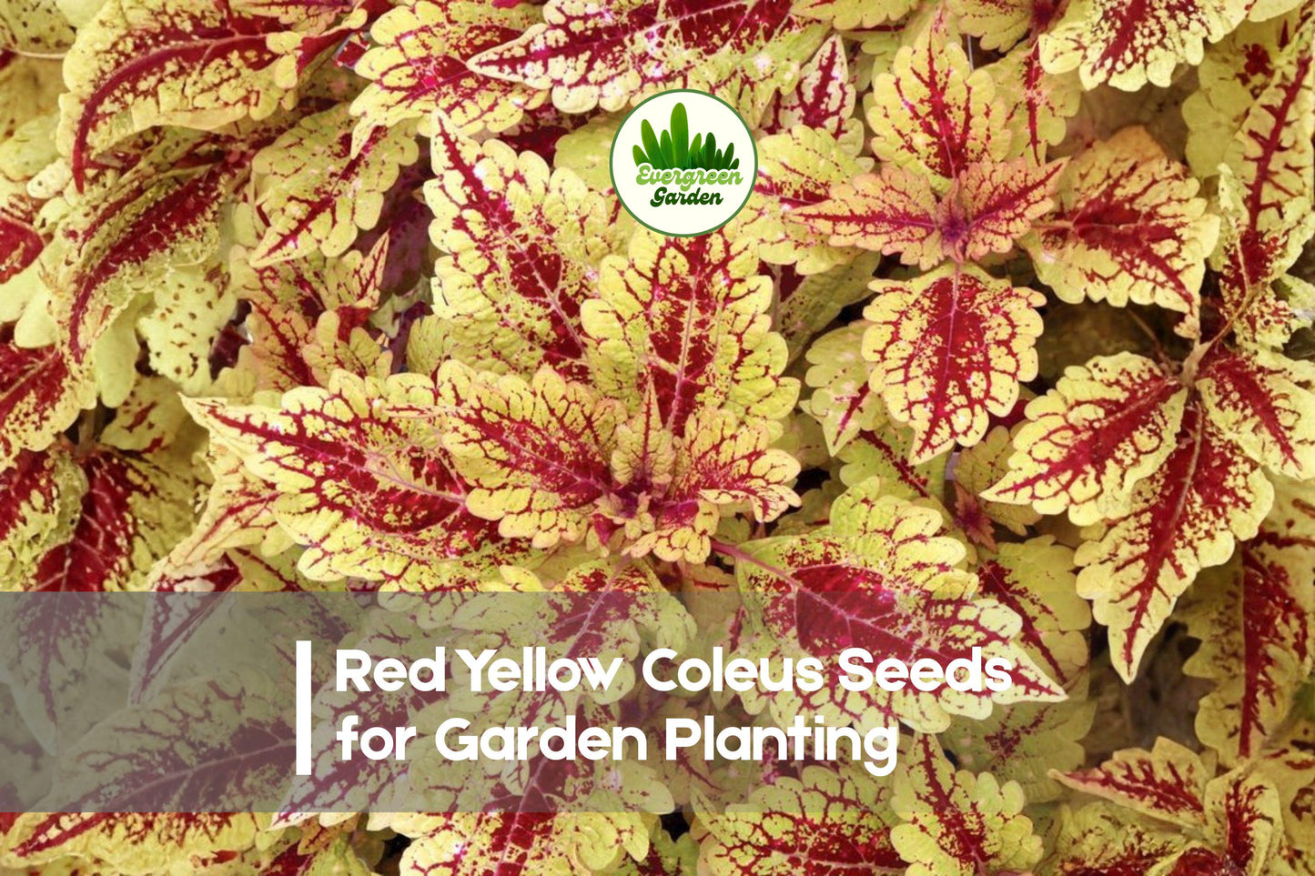 Red Yellow Coleus Seeds - Bright Multicolor Foliage, Solenostemon scutellarioides, Shade-Tolerant, Indoor & Outdoor Garden Plant