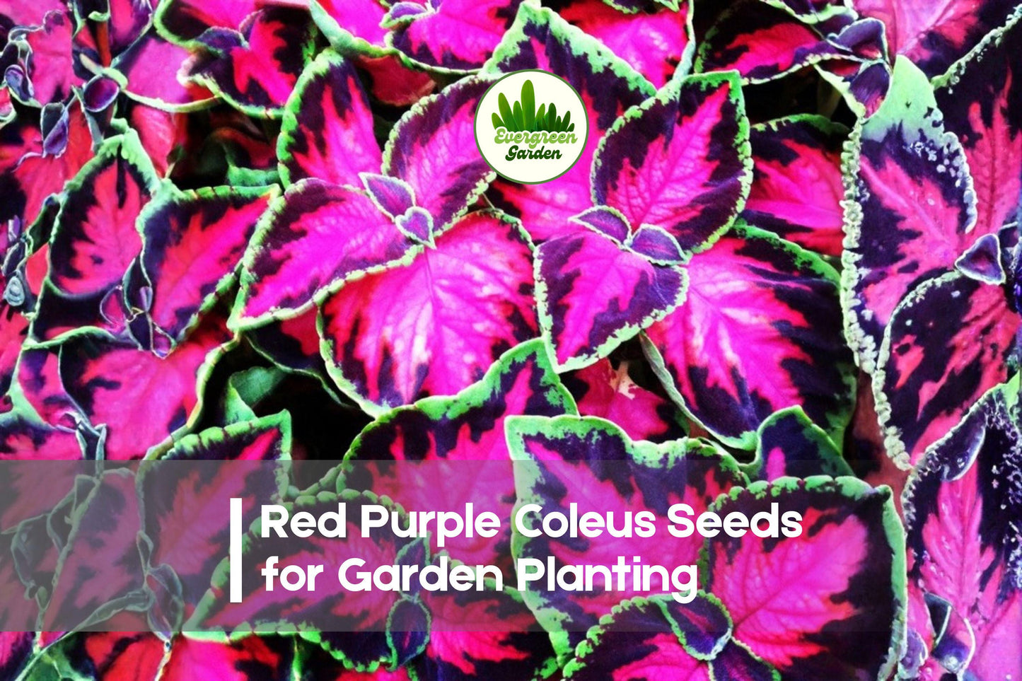 Red Purple Coleus Seeds – 25+ Solenostemon scutellarioides Foliage, Shade-Tolerant, Indoor & Outdoor Planting