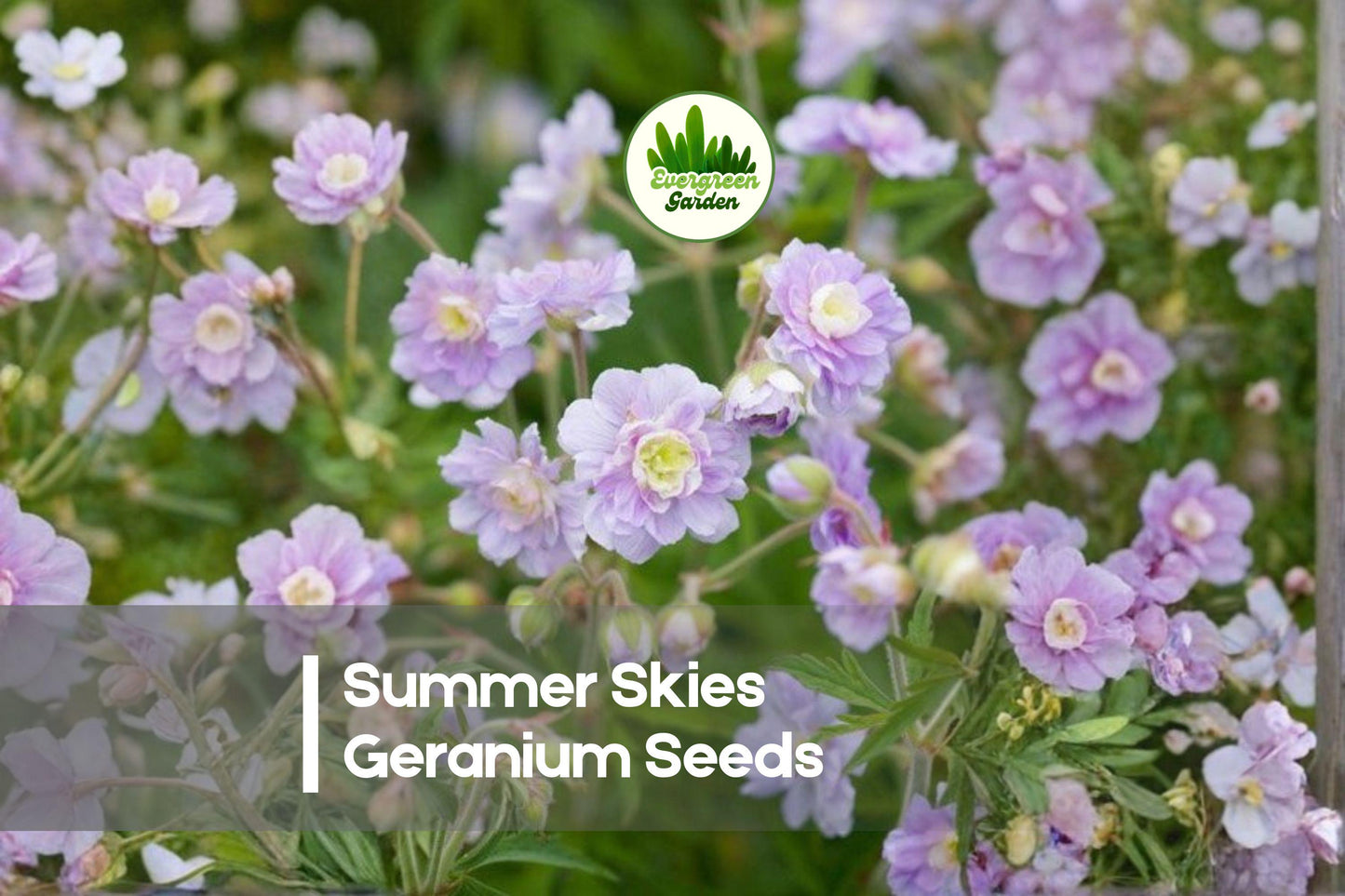 25+ Summer Skies Geranium Seeds | Pelargonium hortorum | Blue-Lavender Flowers | Easy Grow Annual for Garden Beds & Containers