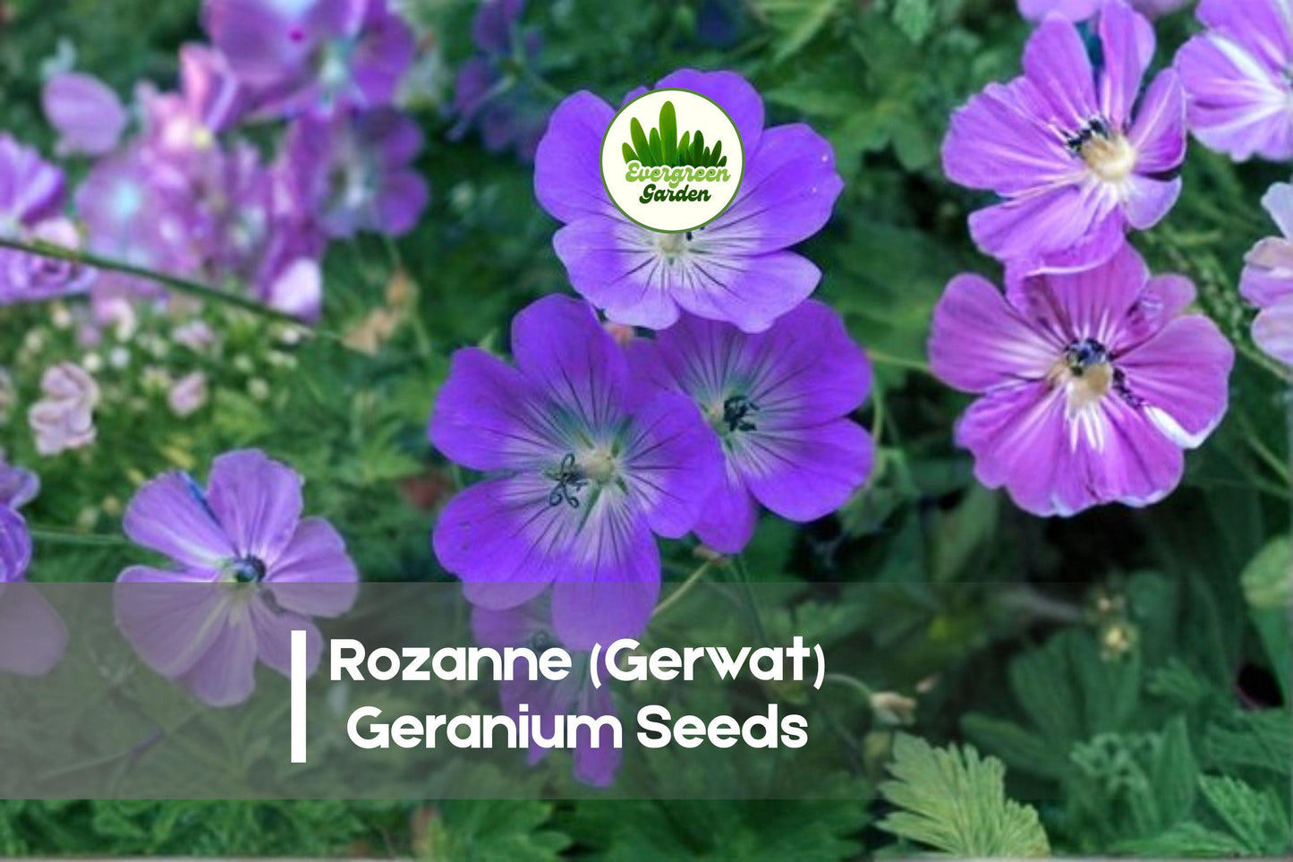 25+ Rozanne Geranium Seeds - Violet-Blue Flowers, Pollinator-Friendly Perennial, Easy Care, Ground Cover, Container Plant, Geranium ‘Rozanne’