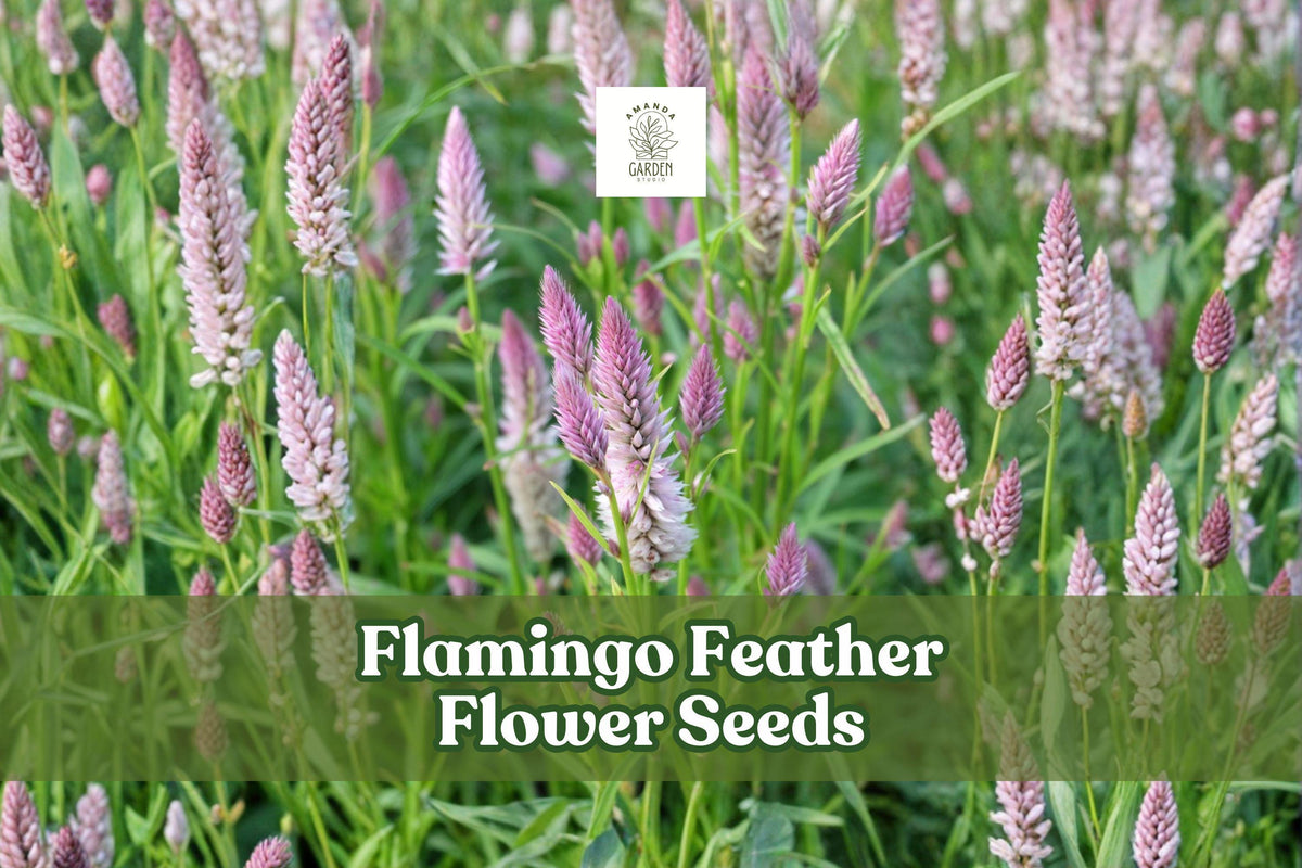 100 Flamingo Feather Celosia Seeds | Pink Plume Blooms, Easy Grow, Annual Flower, Celosia argentea var. spicata