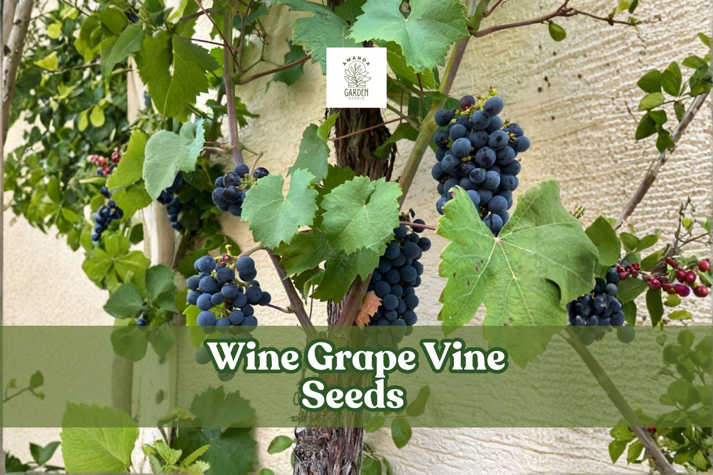 Wine Grape Vine Seeds Vitis vinifera – Climbing Ornamental Fruit Plant for Trellises & Gardens (50 Seeds)