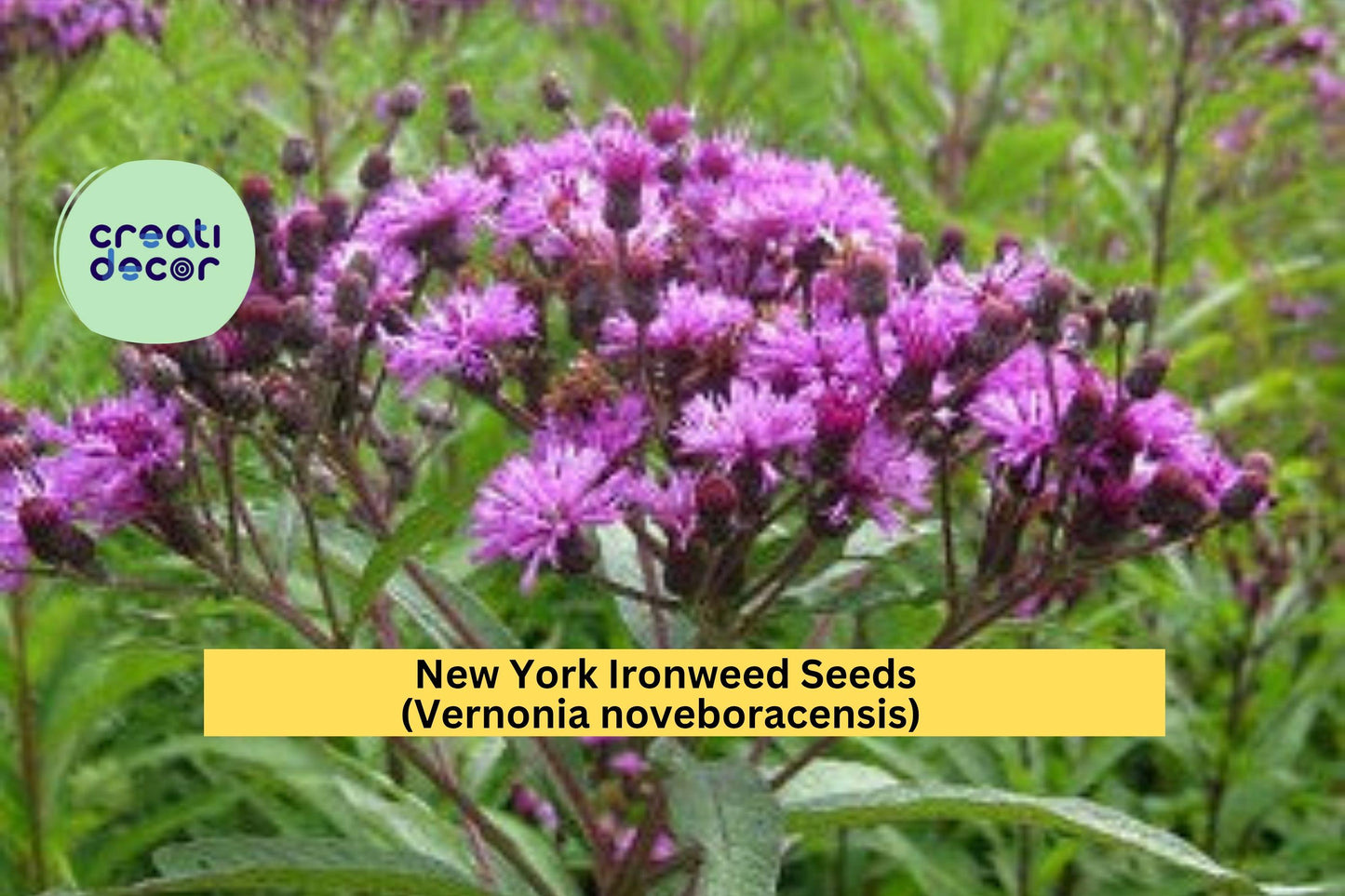 New York Ironweed Seeds – Vernonia noveboracensis – Tall Purple Native Wildflower for Pollinator Gardens & Meadows – 100 Seeds