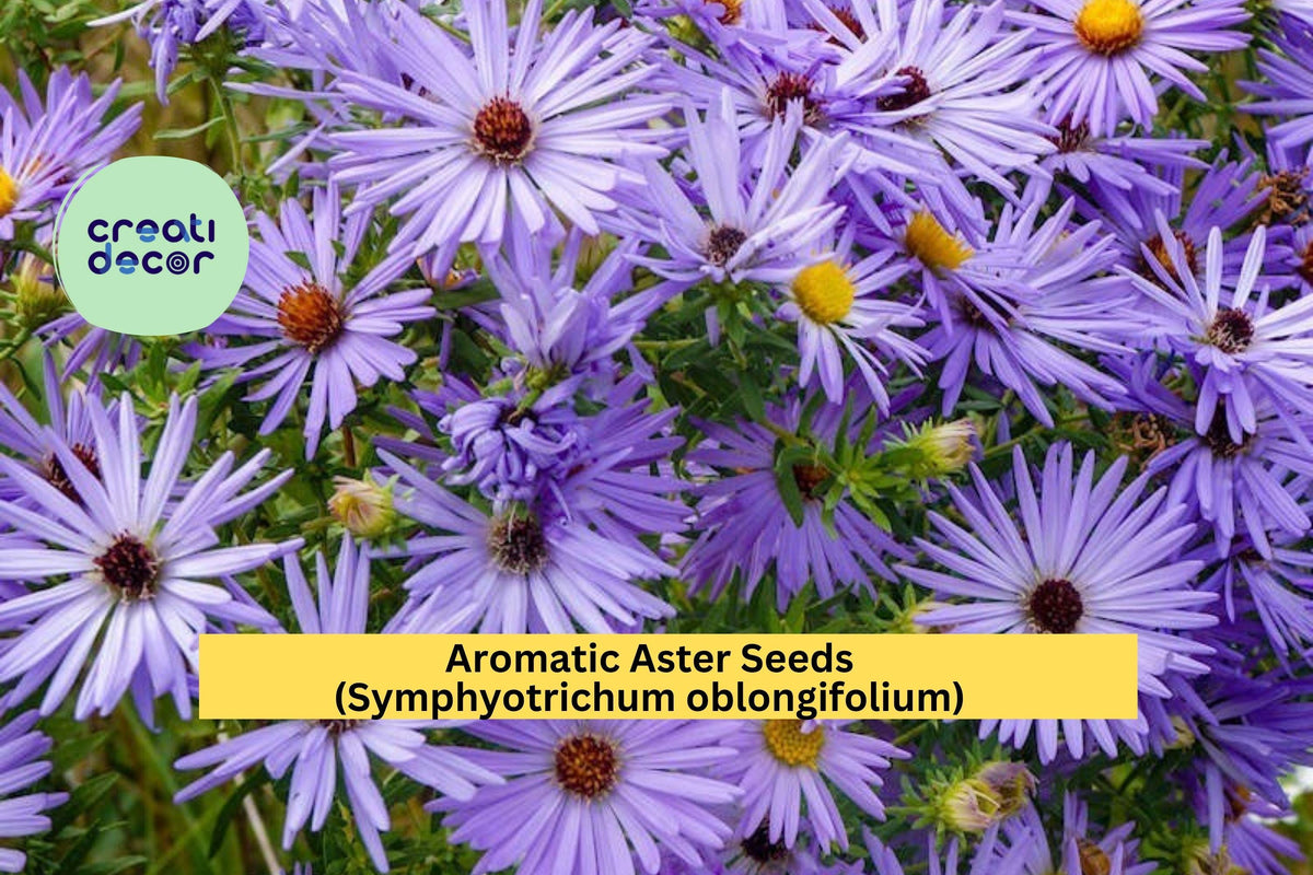 Aromatic Aster Seeds – Symphyotrichum oblongifolium – Native Purple Perennial for Pollinator Gardens & Borders