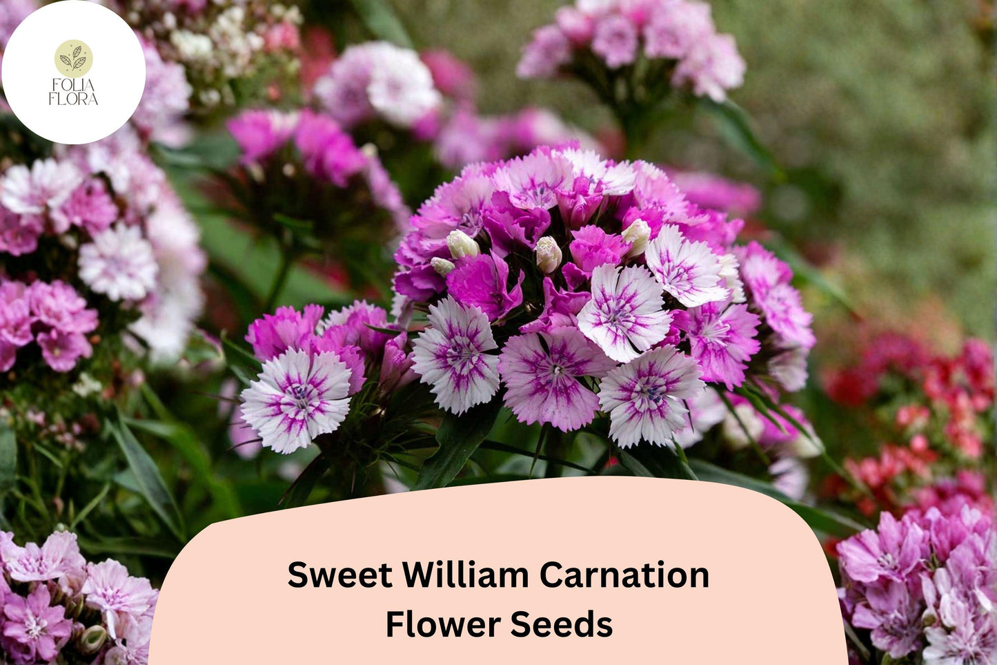 200+ Sweet William Carnation Seeds – Dianthus barbatus, Purple & White Blooms, Garden Planting, Border, Container, Cut Flower Seeds