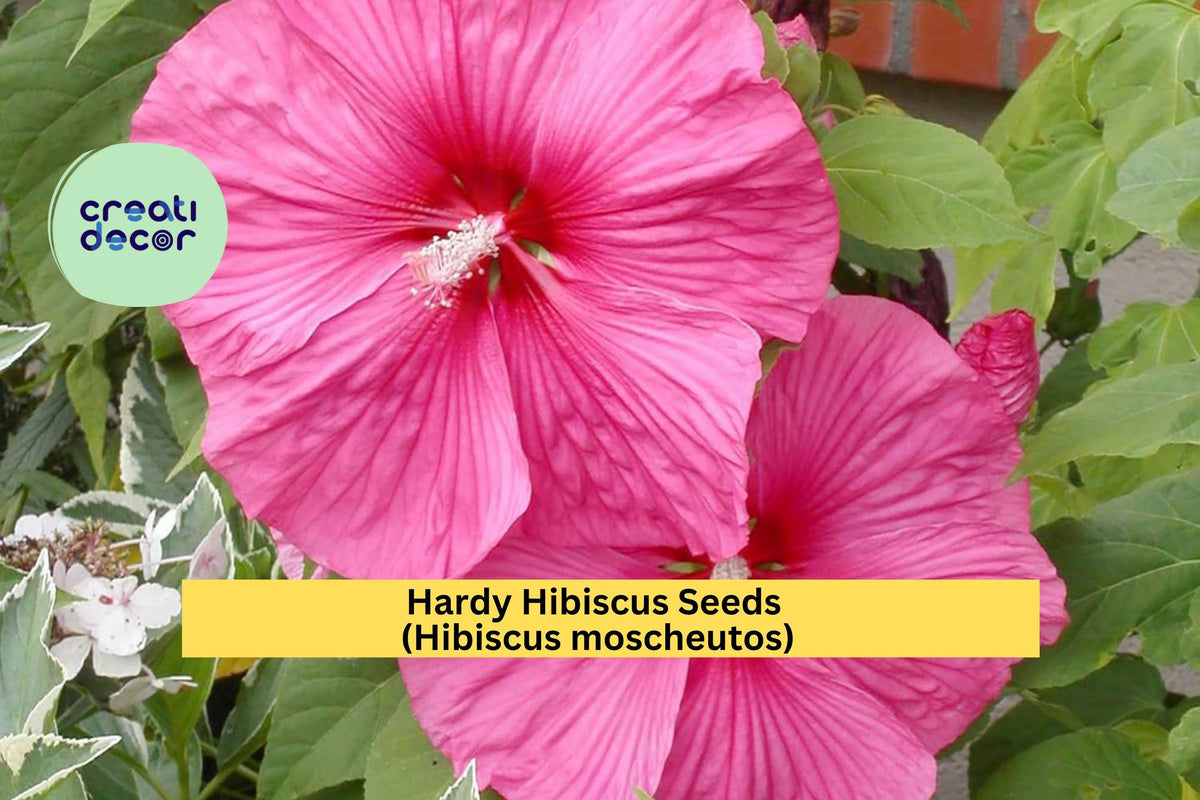 Hardy Hibiscus Seeds – Hibiscus moscheutos – Large Pink and White Perennial Flowers for Garden, Pollinator, Borders