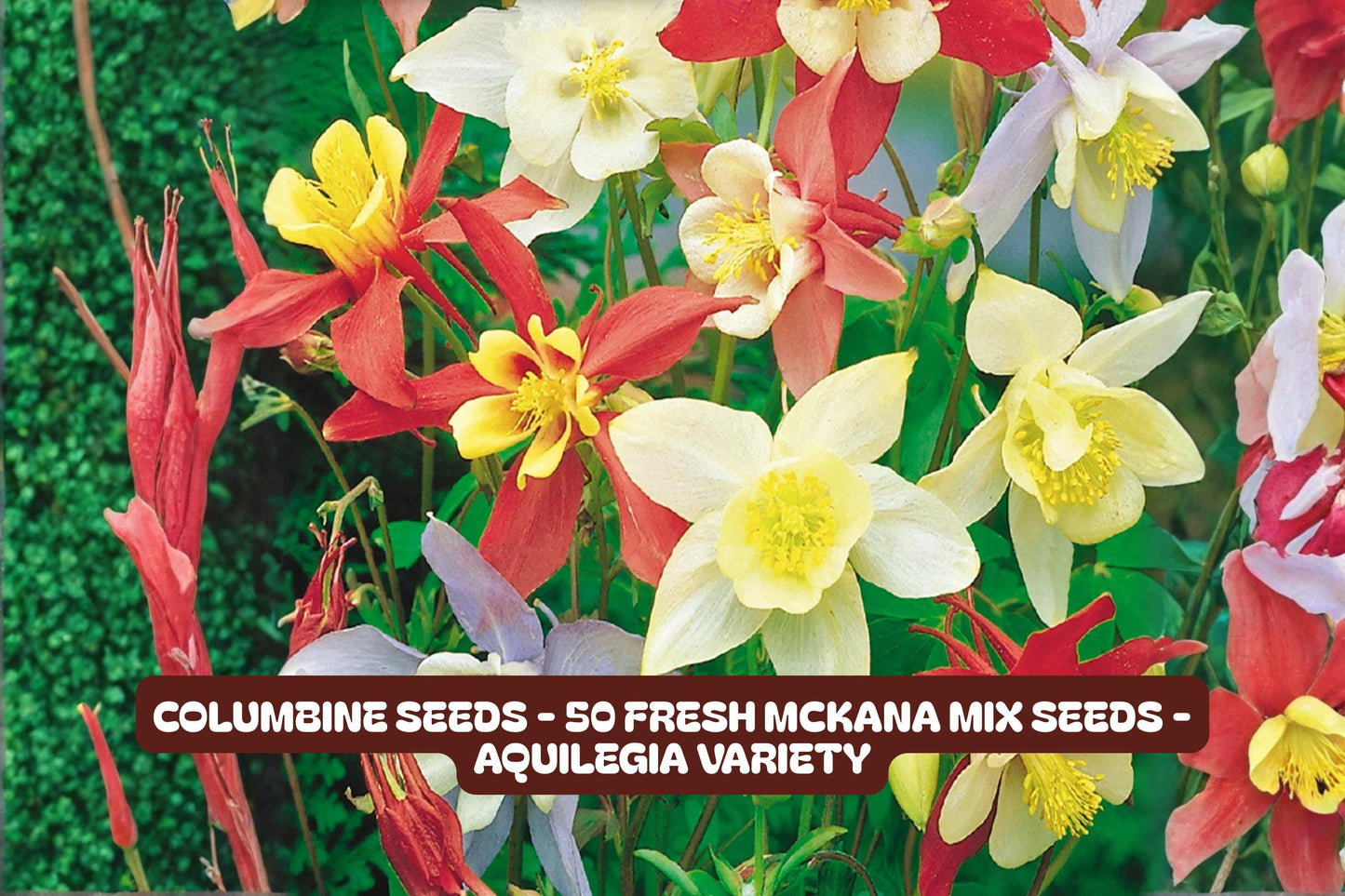 50 McKana Columbine Seeds – Aquilegia Flower Garden Mix, Perennial, Butterfly & Hummingbird Attracting, Non-GMO Seeds