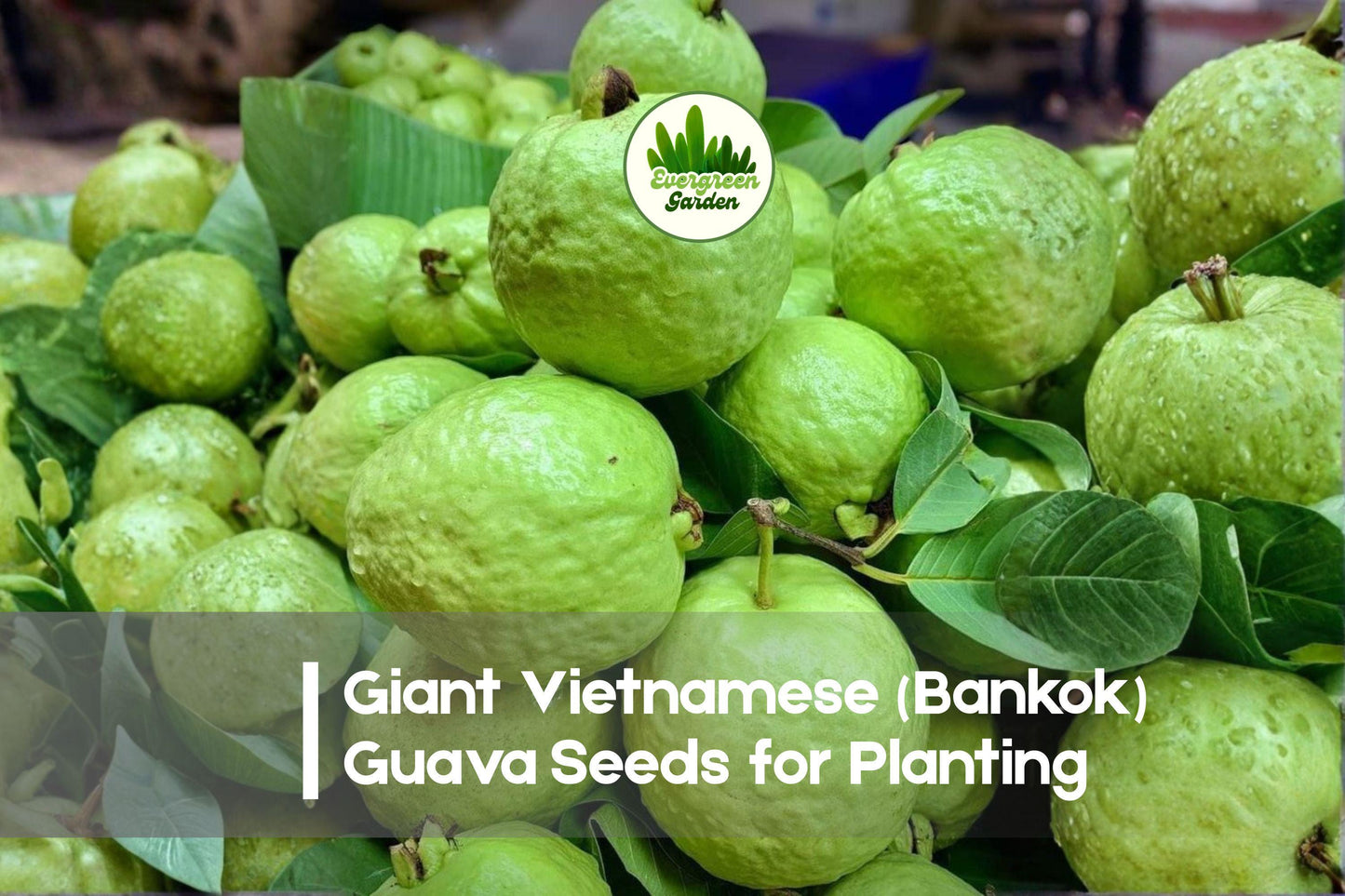 Giant Vietnamese Guava Seeds | Psidium guajava | Tropical Fruit Tree for Home Garden & Container Growing