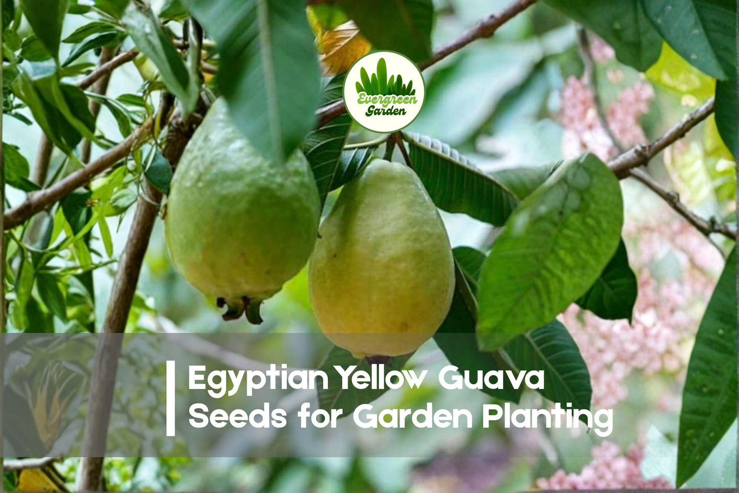 Egyptian Yellow Guava Seeds, Psidium guajava, Tropical Fruit Tree, 50+ Premium Seeds for Home Garden & Container Planting