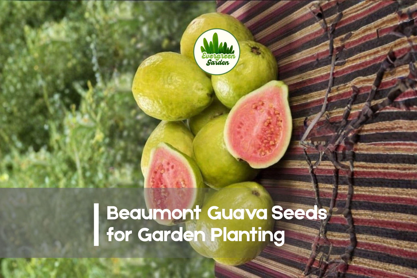 50+ Beaumont Guava Seeds – Psidium guajava Tropical Fruit Tree, Pink Flesh, Edible, High-Yield, Easy to Grow