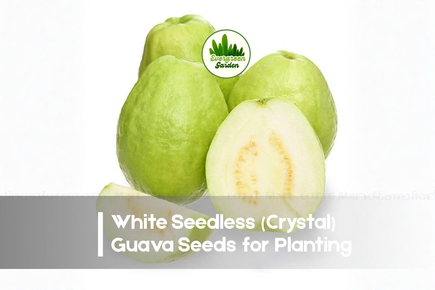 White Seedless Guava Seeds, Psidium guajava, Tropical Fruit Tree, Nearly Seedless, Edible Garden, Juicing, Dessert