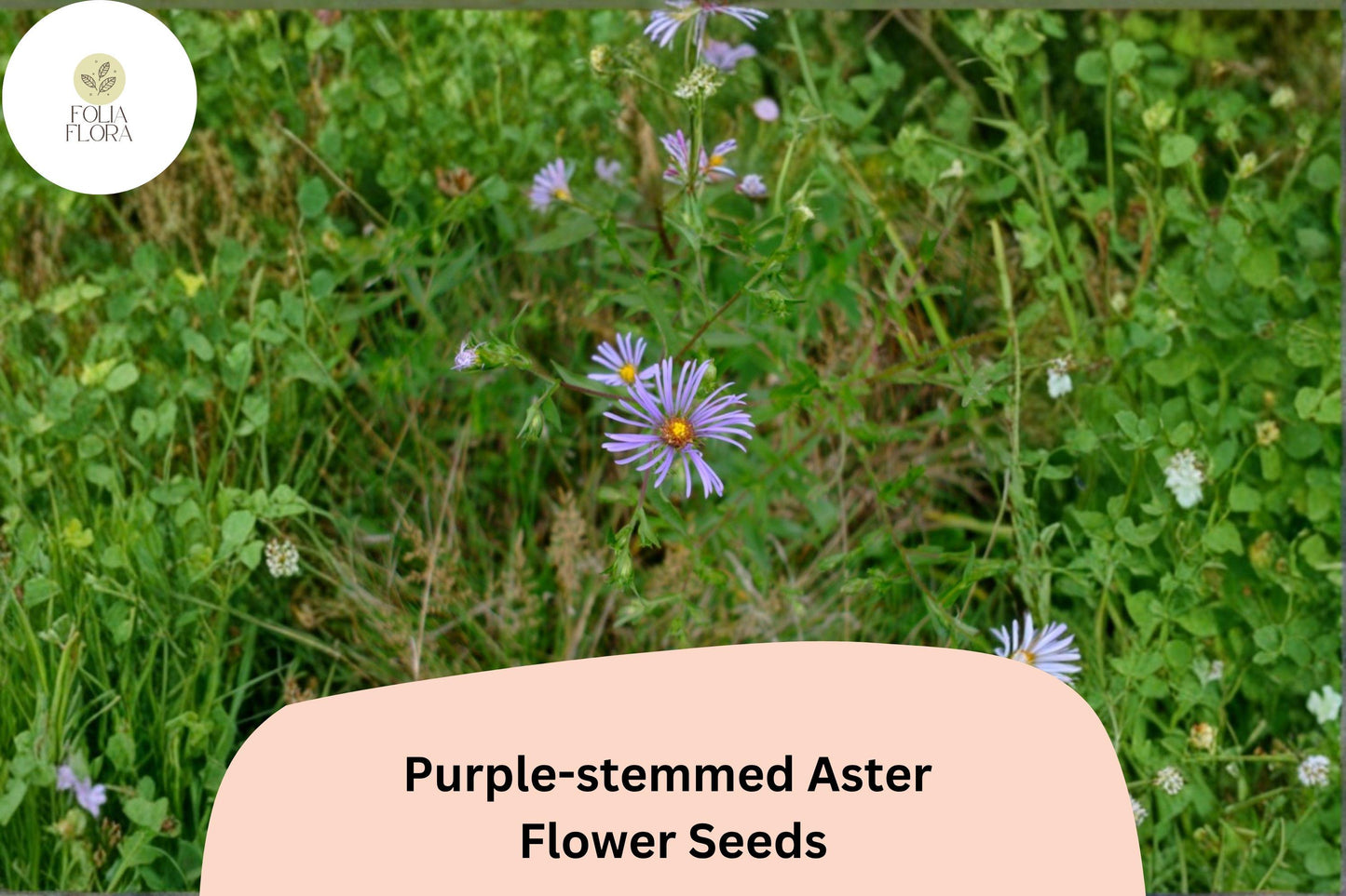 350 Symphyotrichum puniceum Seeds | Purple-stemmed Aster Wildflower for Pollinator Gardens | Native Perennial