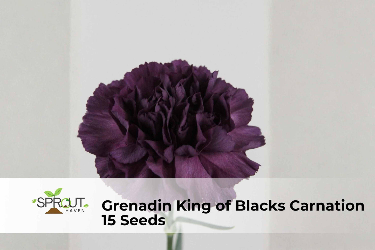 Grenadin King of Blacks Carnation Seeds – Dark Red Double Blooms, Dianthus caryophyllus, Ornamental Flower, Non-GMO, 15 Seeds