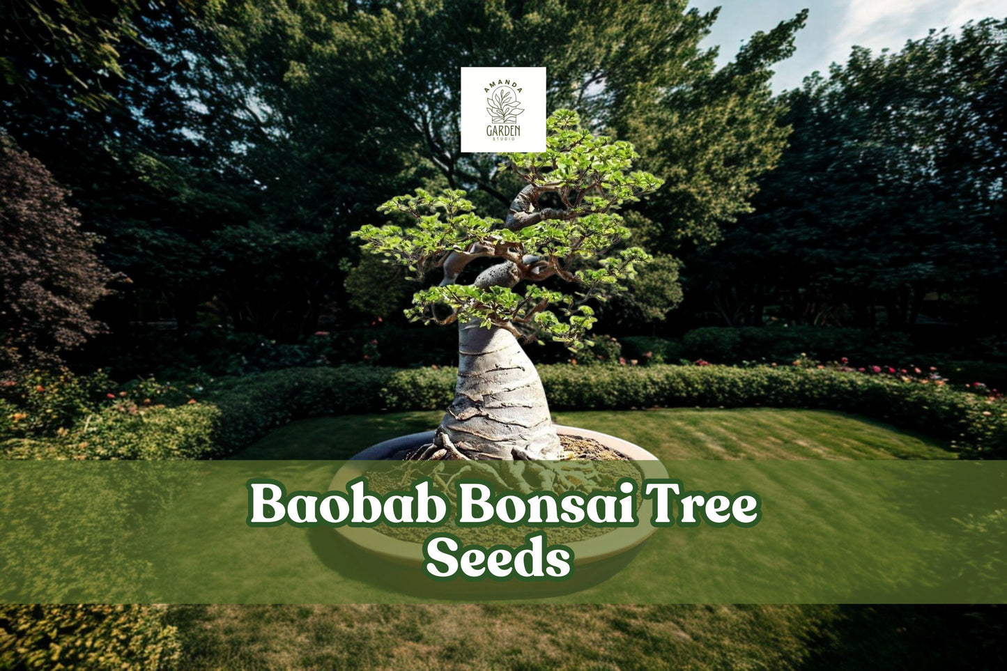 Baobab Tree Seeds | Exotic Bonsai Adansonia digitata | Drought-Tolerant, Long-Lived, African Native