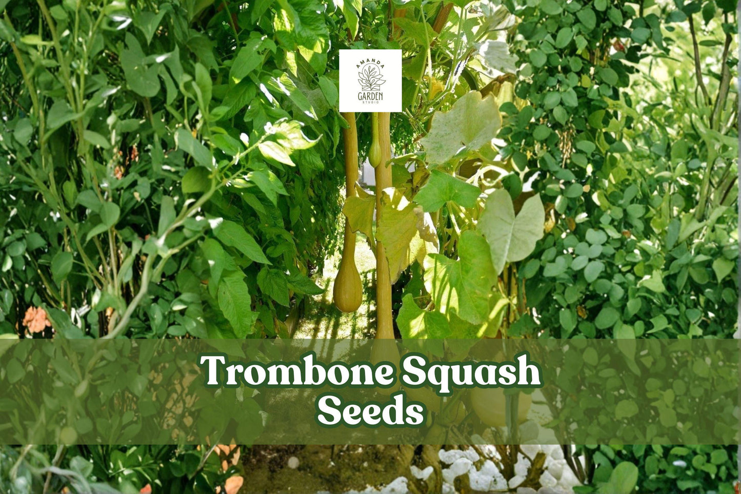 Tromboncino Squash Seeds | Heirloom Italian Cucurbita moschata | Long Curved Zucchini for Grilling & Roasting