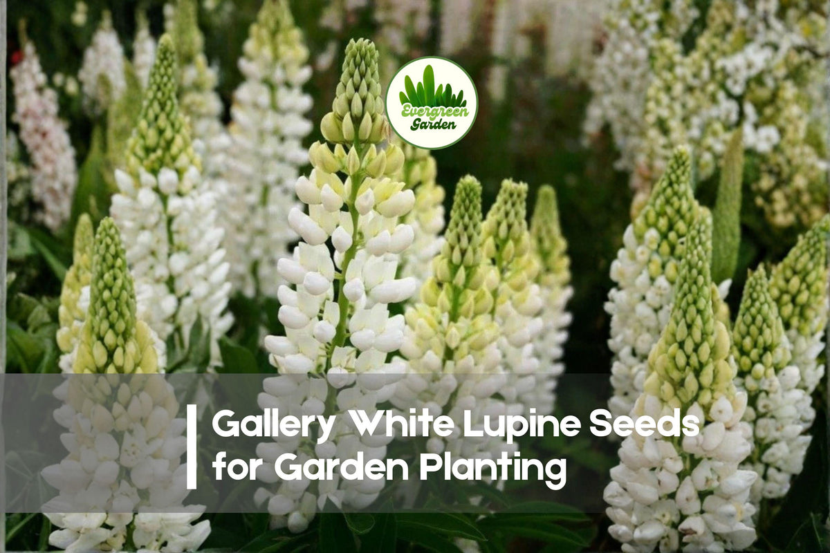 25+ Gallery White Lupine Seeds - Perennial White Flowering Plant, Lupinus polyphyllus, Dwarf Compact, Butterfly & Bee Attractant