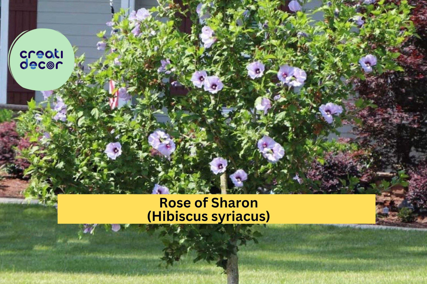 Rose of Sharon Bare Root Plants – 5 Hardy Hibiscus syriacus Flowering Shrubs for Garden Landscape in Zones 5–9