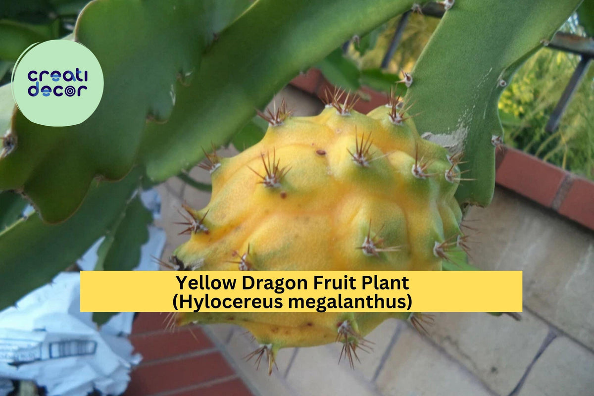 Yellow Dragon Fruit Plant Live Rooted Palora Variety – Tropical Cactus Vine for Patio or Greenhouse