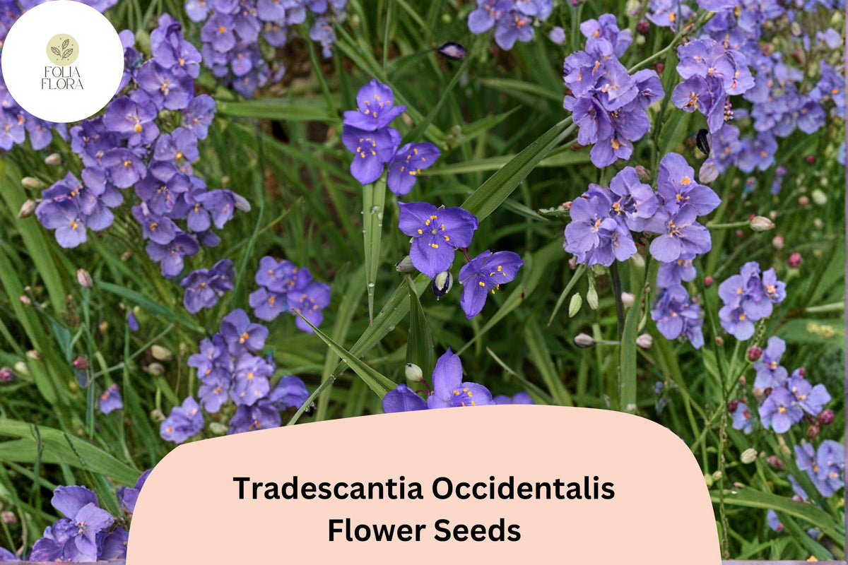 100 Tradescantia occidentalis Seeds | Prairie Spiderwort Wildflower | Native Perennial for Pollinator Gardens