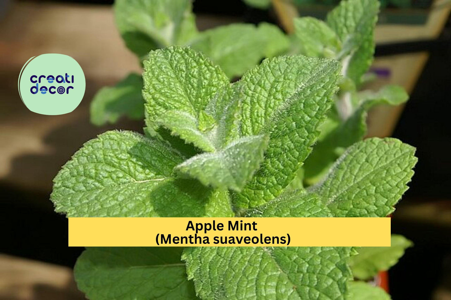 Apple Mint Cuttings – Mentha suaveolens – 10 Fresh Woolly Mint Stems for Herb Gardens, Culinary & Fragrant Garden Herb