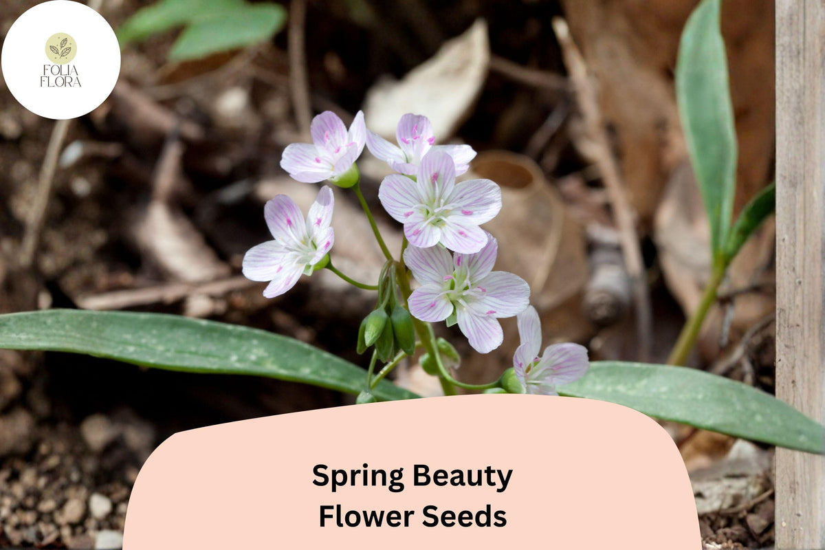 20 Claytonia virginica Seeds | Spring Beauty Wildflower for Shade Gardens & Pollinators | Native Perennial Plant