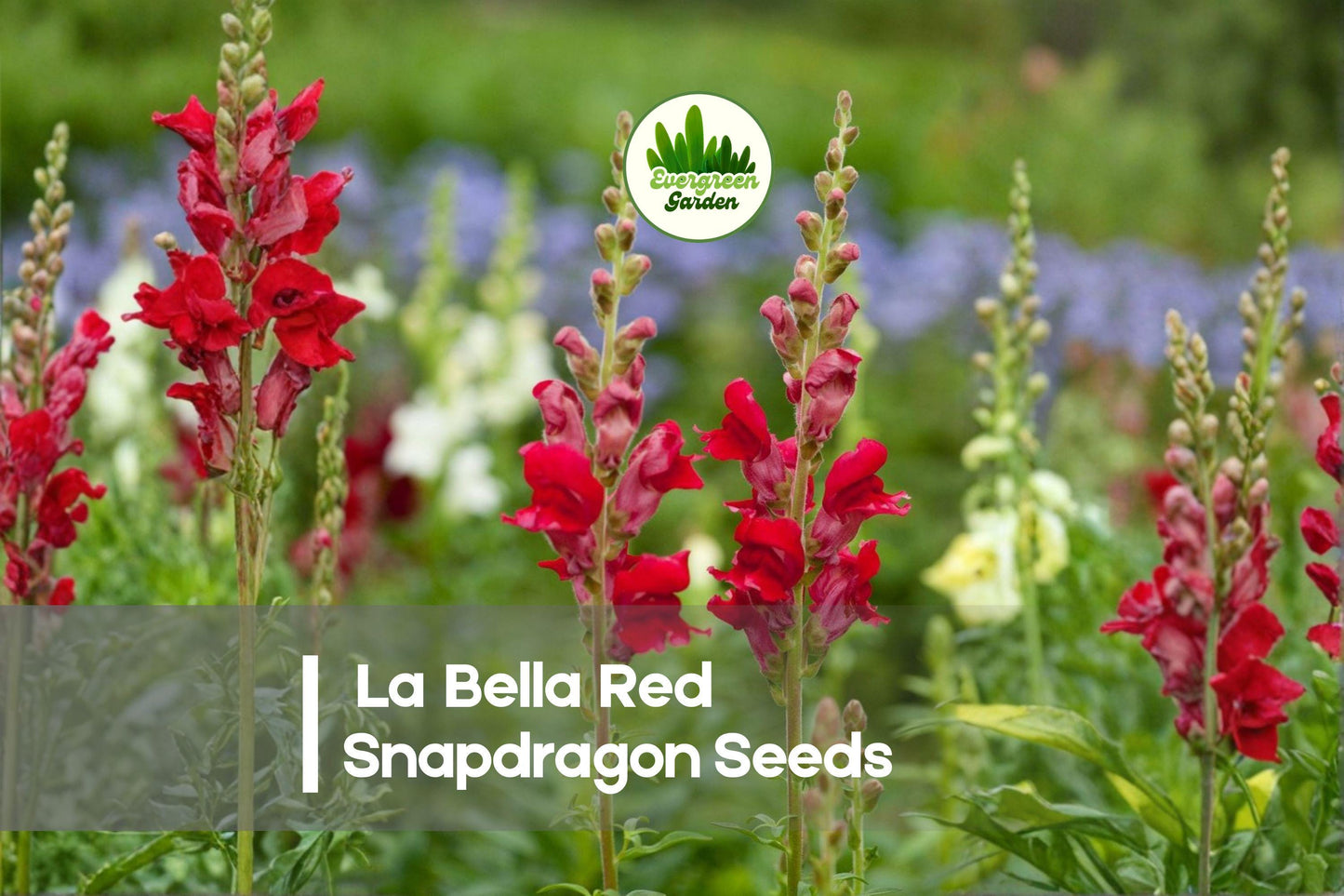 1000+ La Bella Red Snapdragon Seeds, Bright Red Annual Flowers for Borders, Beds & Cut Flowers, Antirrhinum majus