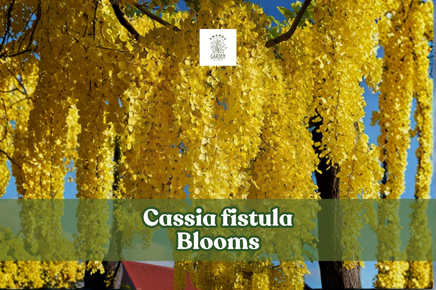 Cassia fistula Seeds | Golden Shower Tree Tropical Ornamental Flowering Tree | Yellow Blooms, Landscape Accent, 30 Seeds