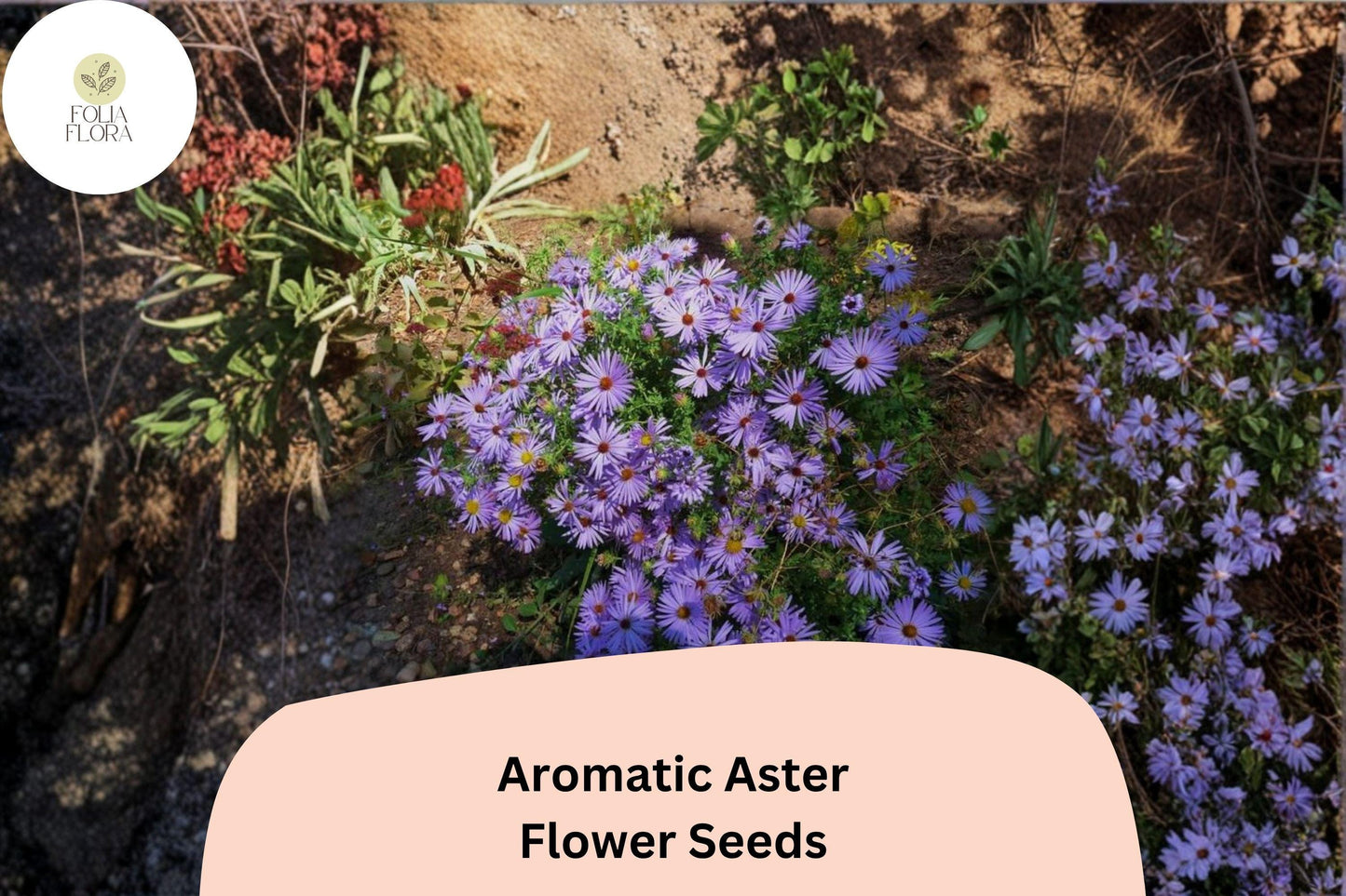 100 Symphyotrichum oblongifolium Seeds | Aromatic Aster | Purple Native Perennial Wildflower for Pollinator Gardens