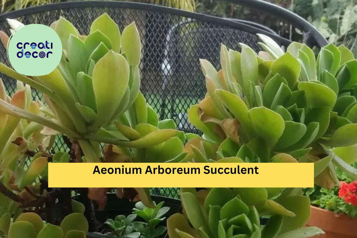Aeonium arboreum Succulent Cuttings – 2 Unrooted Stems for Propagation, Drought-Tolerant Succulent for Pots & Rock Gardens