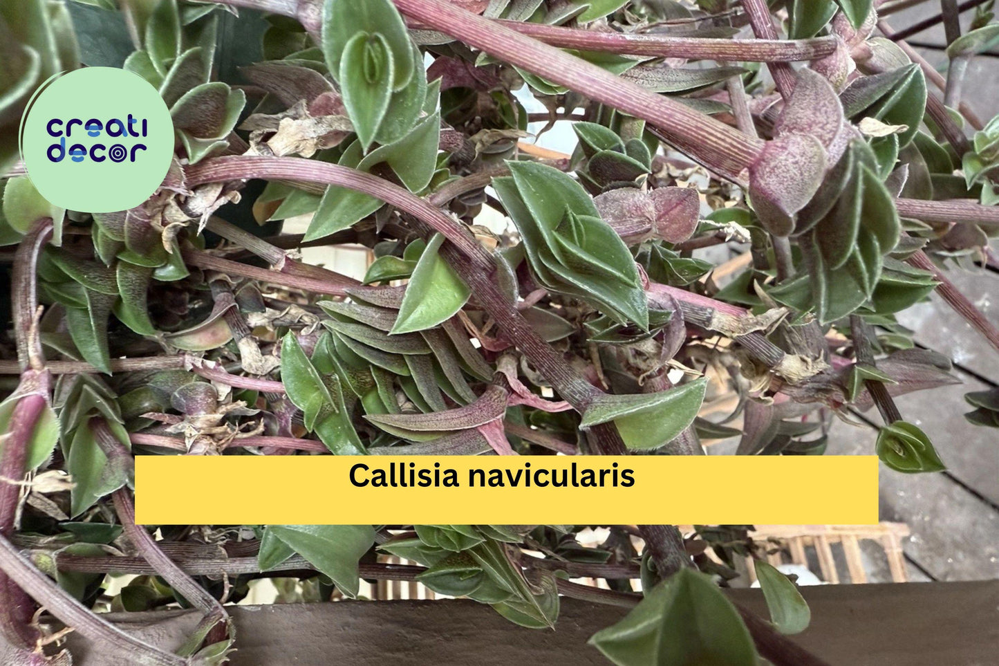 Callisia navicularis Live Cutting – Semi-Rooted Succulent Vine with Pink Flowers for Indoor & Rock Gardens