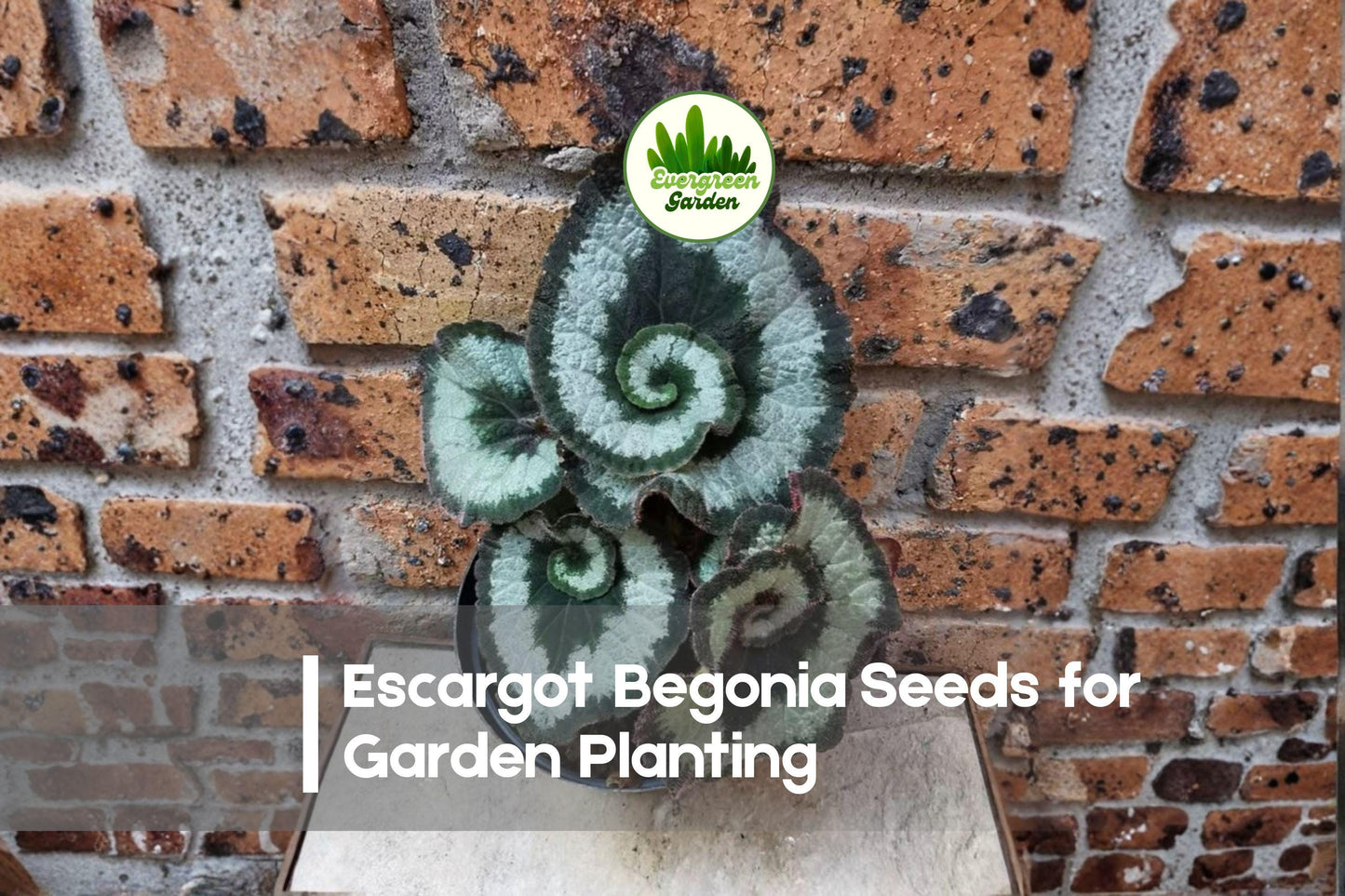 25+ Escargot Begonia Seeds – Spiral Foliage, Silver-Green, Rex Cultorum, Shade Garden, Indoor Plant, Easy Grow