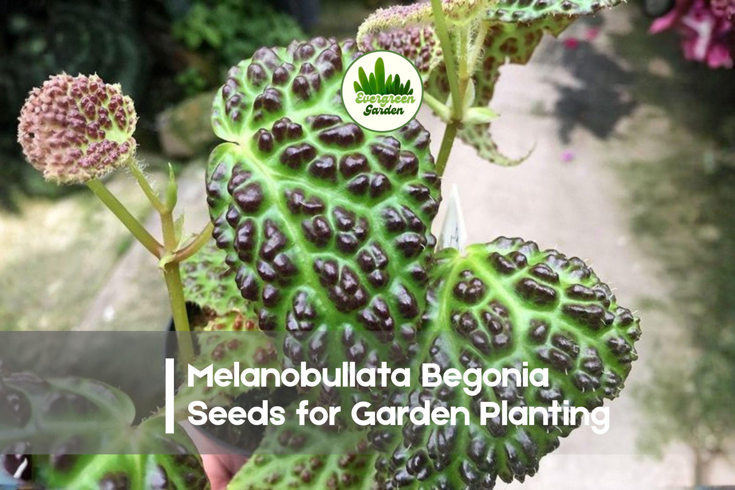 25+ Melanobullata Begonia Seeds – Exotic Bubble-Textured Foliage, Shade Tolerant, Indoor & Terrarium Plant, Begonia melanobullata
