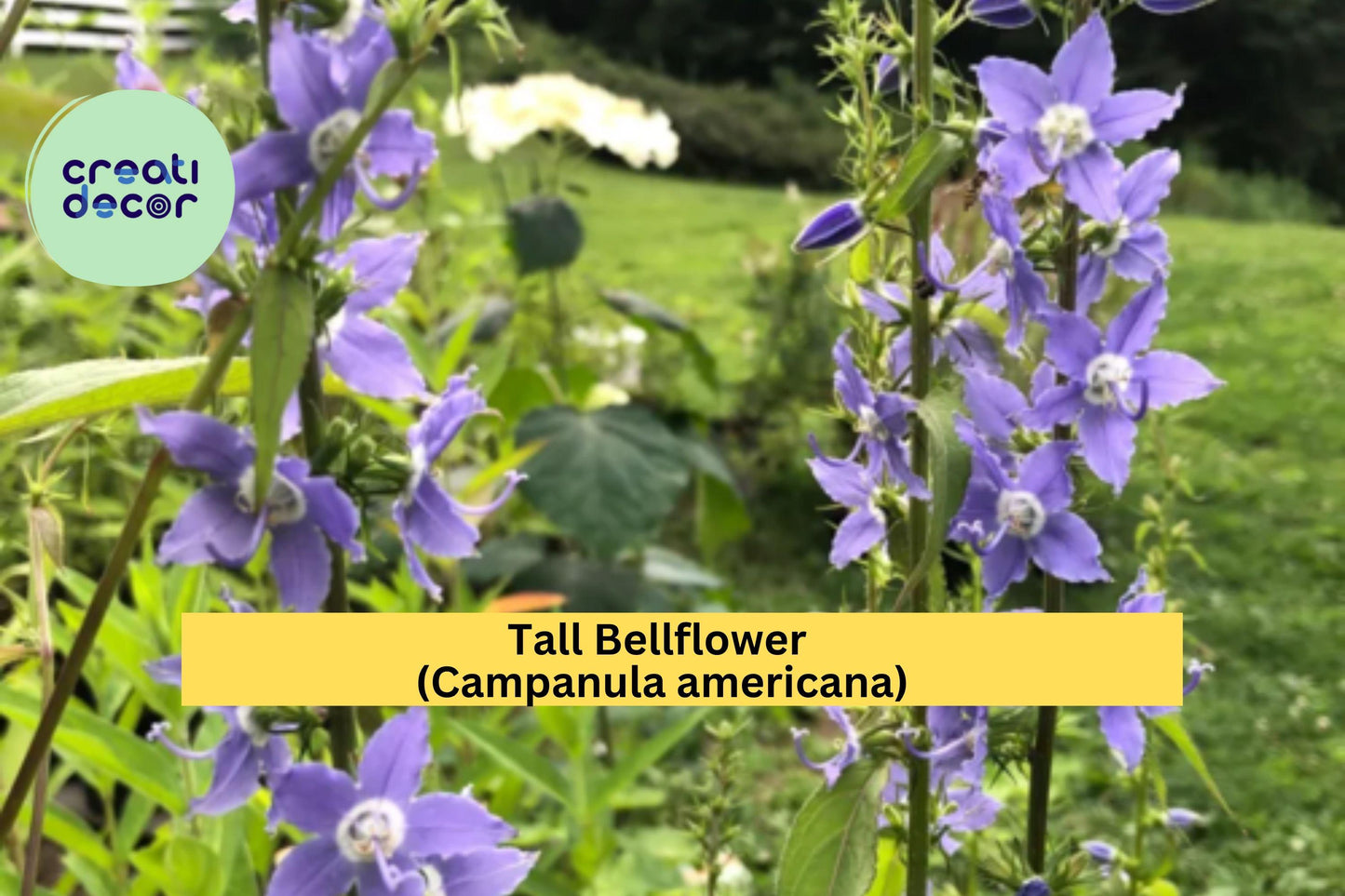 Tall Bellflower Seeds 500 Pack | Campanula americana Native Wildflower for Pollinator Gardens & Woodland Edges