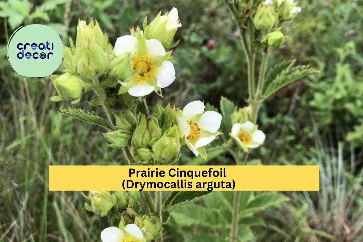 Prairie Cinquefoil Seeds – 500 Non-GMO Native Wildflower Seeds for Pollinator Gardens, Drought-Tolerant Perennial, Dry Prairie Plant, Zones 3–8