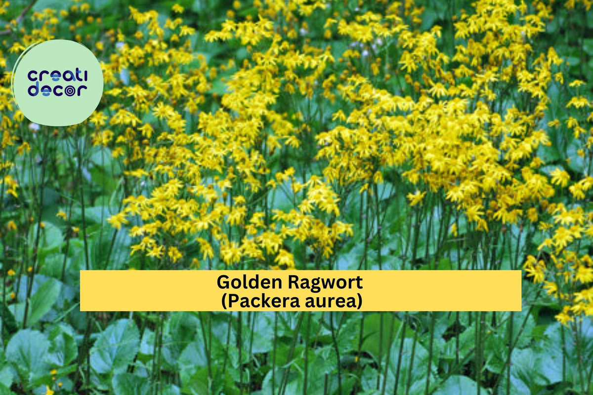 Golden Ragwort Seeds Packera aurea – Native Shade-Loving Wildflower Groundcover for Pollinators, Zones 3–9