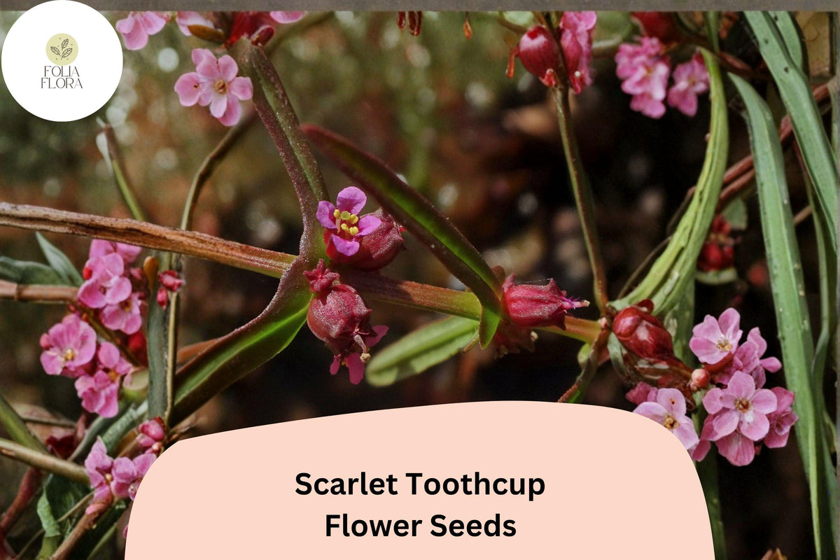 1000 Scarlet Toothcup Seeds | Rotala ramosior | Native Wetland Wildflower for Pond Edges & Rain Gardens