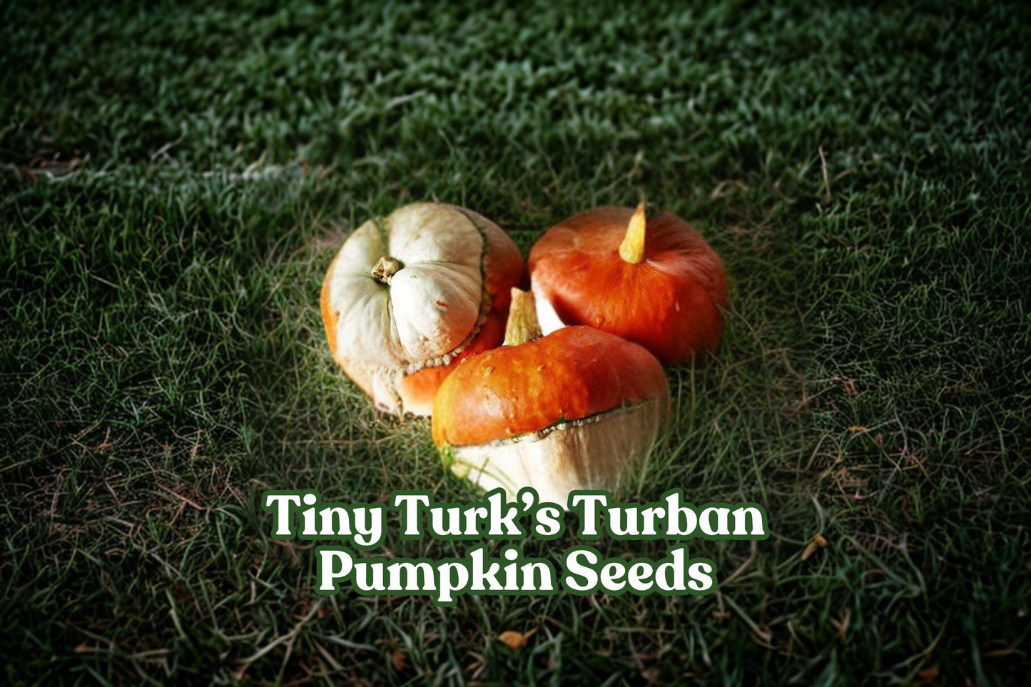 Mini Turk's Turban Pumpkin Seeds – Heirloom Gourd for Fall Decor, Ornamental Cucurbita maxima, 5 Pack