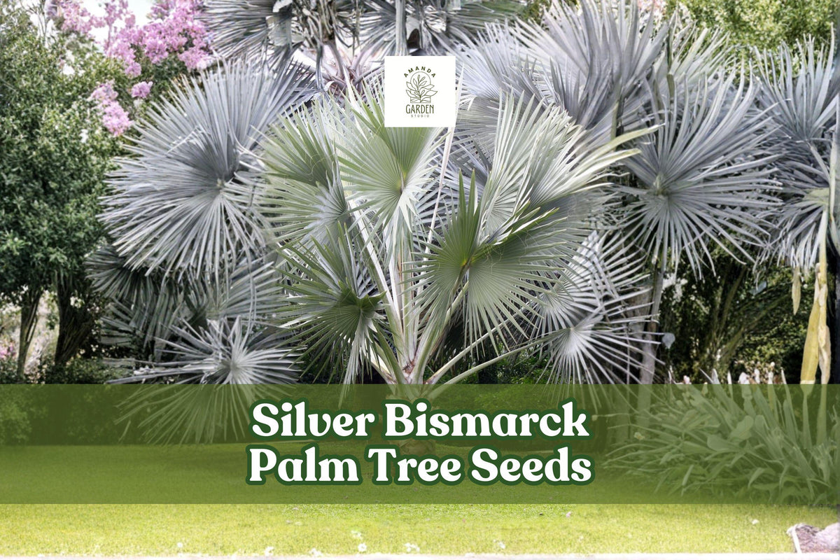Silver Bismarck Palm Seeds – Ornamental Tropical Palm (Bismarckia nobilis) for Landscaping and Garden Decor