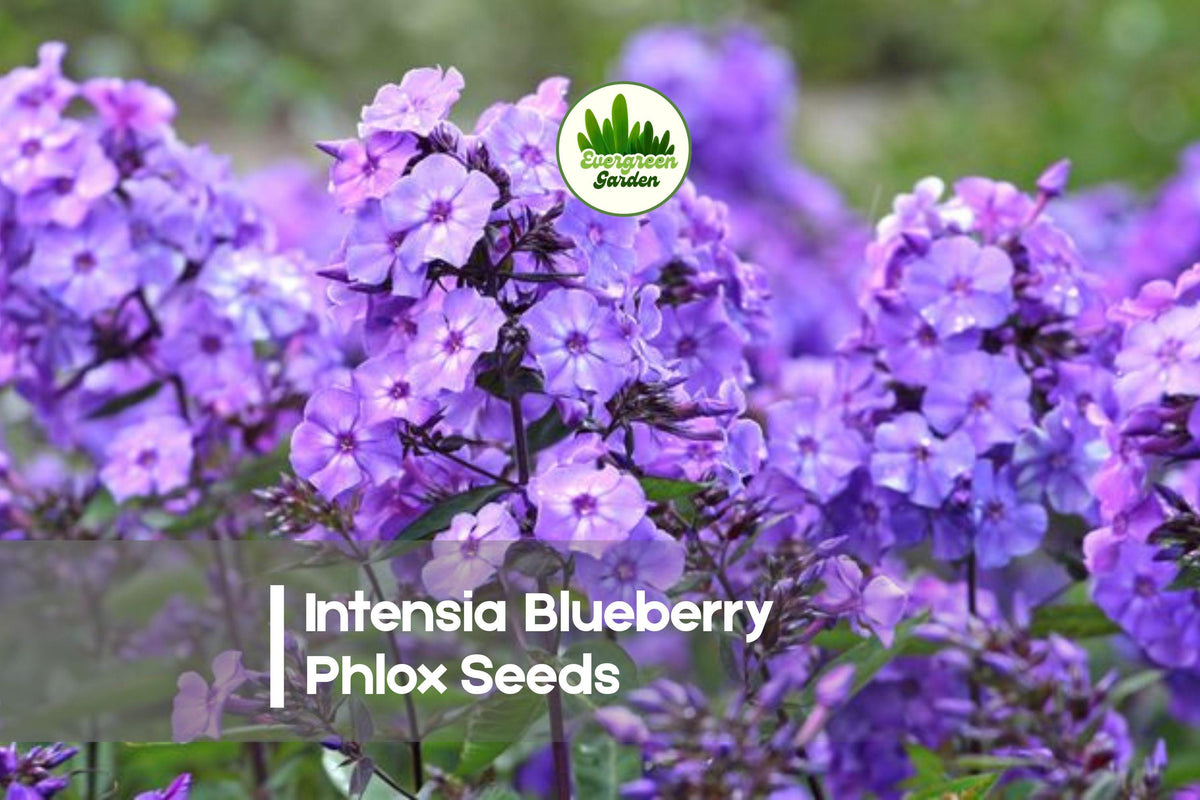 Blueberry Phlox Seeds | Intensia Blueberry | Vibrant Blue-Purple Blooms | Phlox drummondii Annual Plant