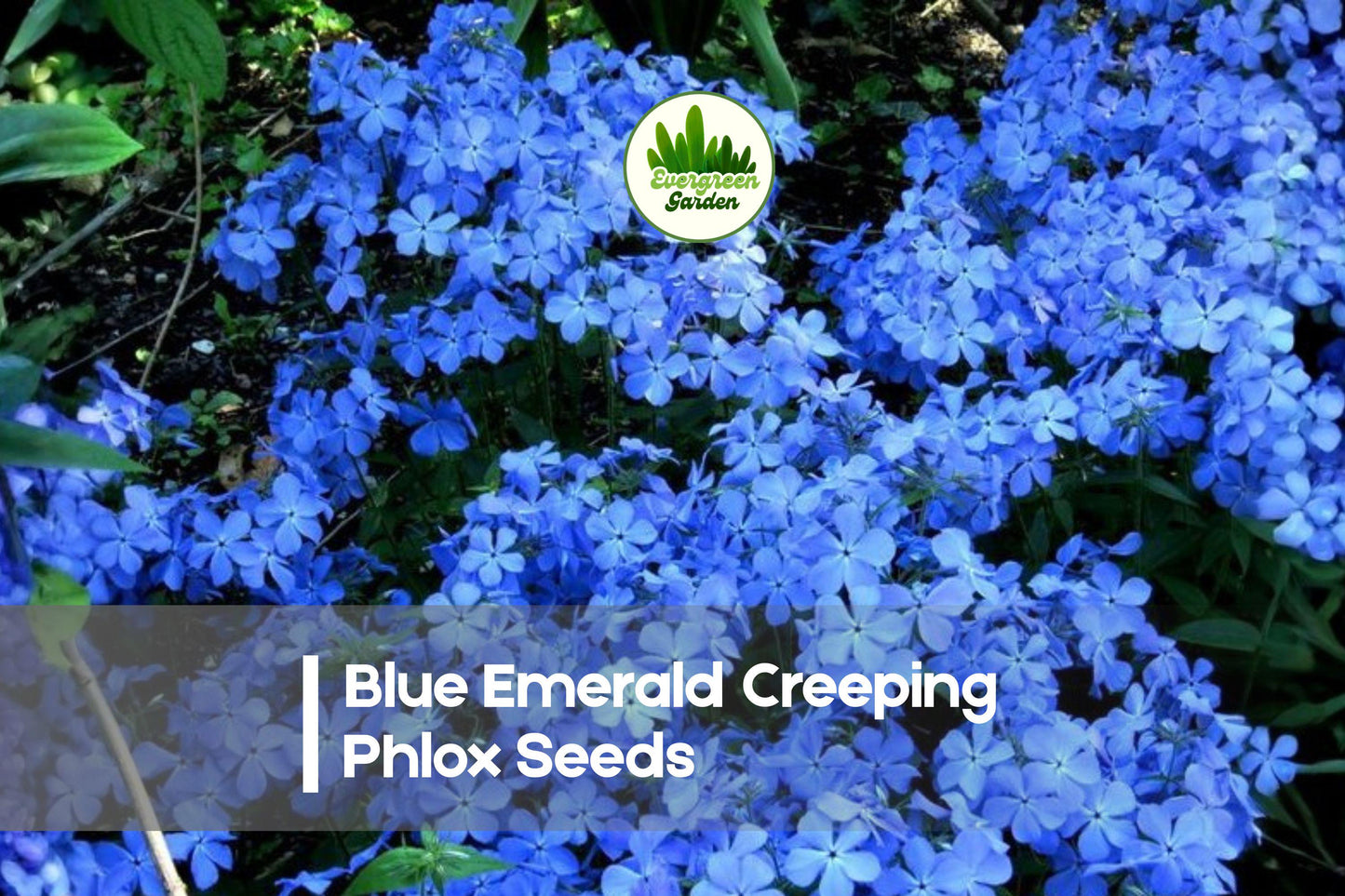 Blue Emerald Creeping Phlox Seeds – Perennial Groundcover, Blue Flowers, Phlox subulata, Low-Maintenance, Drought-Tolerant, Pollinator Attracting