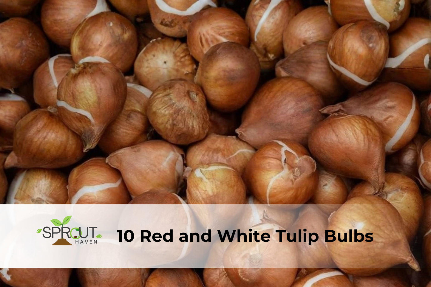 Red and White Tulip Bulbs | Tulipa Hybrid Mix, Perennial Spring Flowers, Hardy Bulb for Borders & Containers