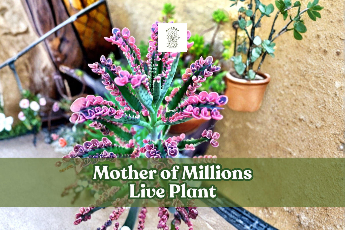 Mother of Millions Live Plant | 2-Inch Potted Succulent | Kalanchoe delagoensis | Drought-Tolerant Indoor or Outdoor Plant